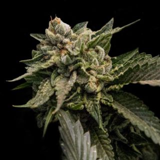 25824 - Strawberry Sorbet  3 u. fem. DNA Genetics