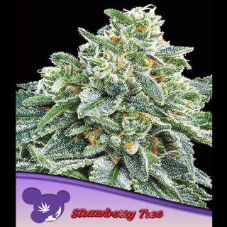 21503 - Strawberry Tree  5 u. fem Anesia