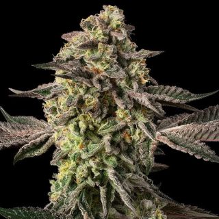 26443 - Sugar Rock 10 ud Silent Seeds x Cookies