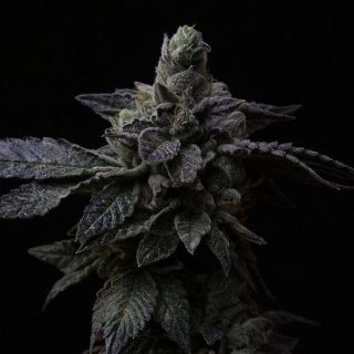 26545 - Suguz  1 u. fem R-Kiem Seeds