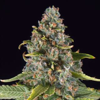 25510 - Summer Sweet Triploid  10 u. fem Triploid Seeds