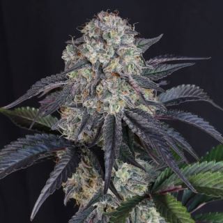 27643 - Sundae Frost Auto  3 u. fem. FastBuds Seeds