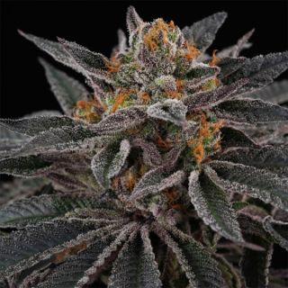 26177 - Sunset Cherries 3+1 u. fem Perfect Tree