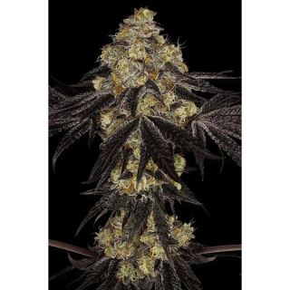 Sunset Paradise  5 u. fem. Paradise Seeds