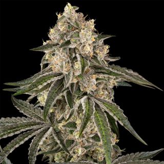25052 - Sunset Peach 10 u.  fem. Sensi Seeds
