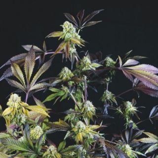 Sunset Sherbet  3 u. fem. Pyramid Seeds