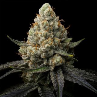25204 - Sunshine Citrus Triploid   5 u. fem Triploid Seeds