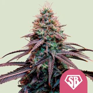 27482 - Super Boof  5 u. fem. Royal Queen