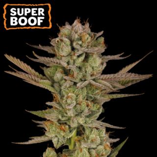 Super Boof  fem. 25 u. Seedstockers Superior