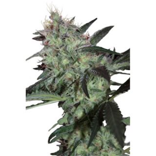 SDSD - Super Diesel 5 u. fem. Seedmakers