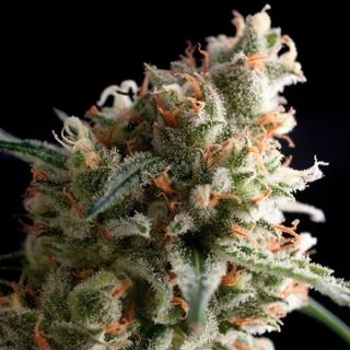 5394 - Super Hash 3 u. fem. Pyramid Seeds