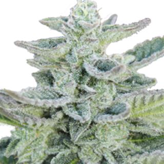 SK5F - Super Kush 5 u. fem. Seedmakers