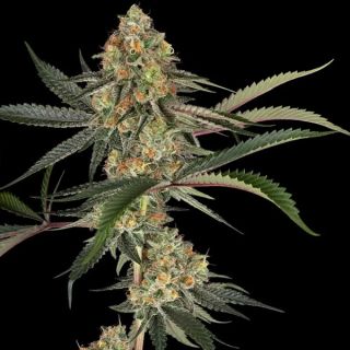 26580 - Super Lemon Cherry   5 u. fem. Sensi Seeds
