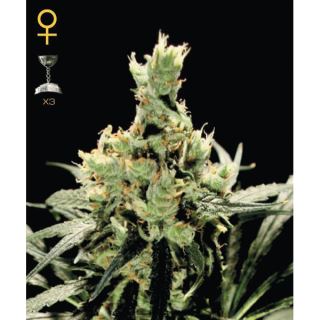 3355 - Super Lemon Haze  5 u. fem. Green House