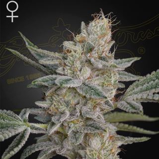 21736 - Super Lemon Haze x RS11 -  1 u. fem. Green House