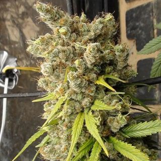 26290 - Super Malawi Haze   5 u. Regular Ace Seeds