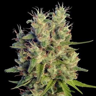 Super Malawi Haze 1 u. fem. Ace Seeds