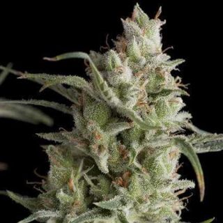 25108 - Super OG Kush  7 u. Reg. Pyramid Seeds