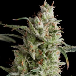 5350 - Super Og Kush  1 u. Blister x 12 u. fem. Pyramid Seeds