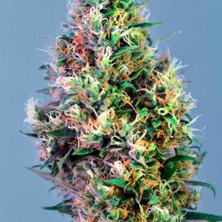 13628 - Super Pineapple Haze  1 u. fem. Garden of Green Seeds