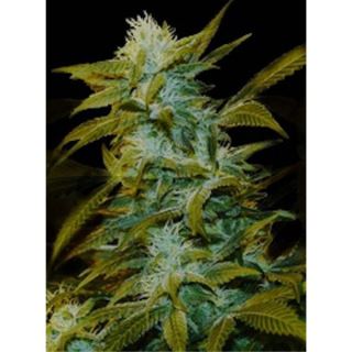 SSB1G - Super Silver Bilbo 1 u. fem. Genehtik Seeds