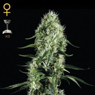 9482 - Super Silver Haze  1 u. fem. Green House