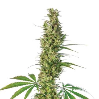 14975 - Super Silver Haze 10 u. reg. Nirvana