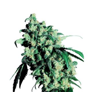 Super Skunk  1 u. fem. Sensi Seeds