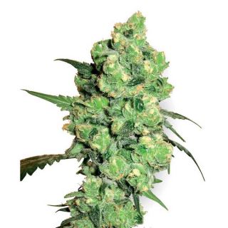 SUSK - Super Skunk  3 u. fem. White Label