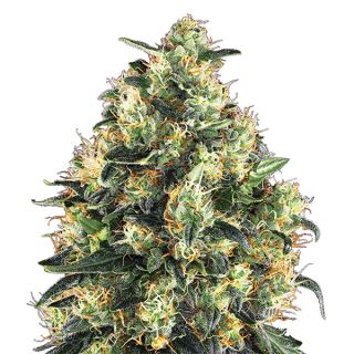 SS5N - Super Skunk  5 u. fem. Nirvana