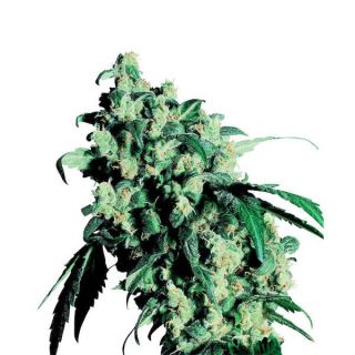 Super Skunk 10 u. fem. Sensi Seeds