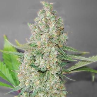 Super Skunk 5u. G13 Labs