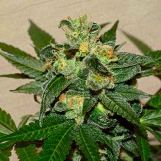 13578 - Super Skunk Kush  1 u. fem. Garden of Green Seeds