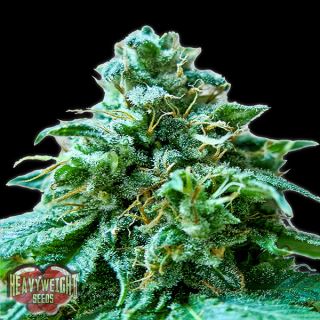 9692 - Superb OG  3 u. fem. Heavyweight Seeds