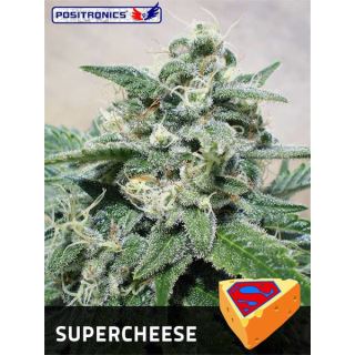 SC1P - Supercheese  1 u. fem. Positronics Seeds