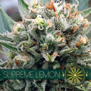 Supreme Lemon 3 u. fem. Vision Seeds