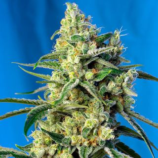 7122 - Sweet Amnesia Haze   3+1 u. fem. Sweet Seeds