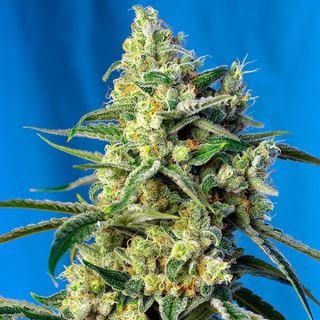 7578 - Sweet Amnesia Haze 100 u. fem. Granel Profesionales Sweet Seeds