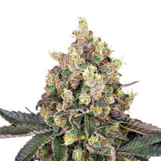 Sweet Berry Breeze  3 u. fem. White Label