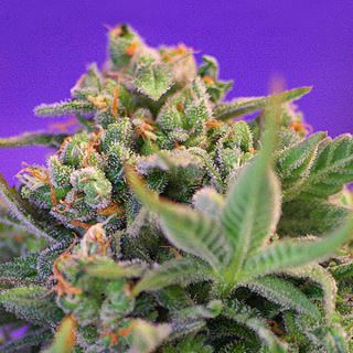 Sweet Cheese   5+2 u. fem. Sweet Seeds