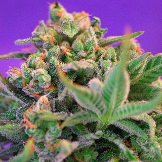 Sweet Cheese Fast Version   3+1 u. fem. Sweet Seeds