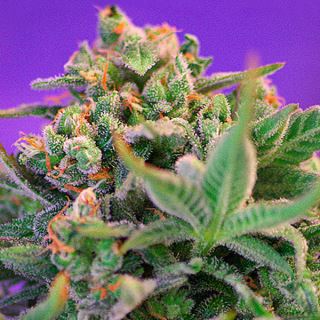 Sweet Cheese Fast Version  25 u. fem. Granel Profesionales Sweet Seeds