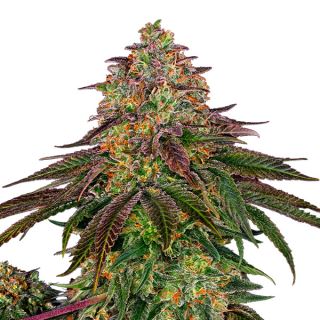 Sweet Cherry Kush 10 u. fem. Sensi Seeds