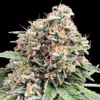 14424 - Sweet Critical 2.0   3 u. fem. 00 Seeds