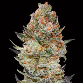 13171 - Sweet Critical CBD   3 u. fem. 00 Seeds