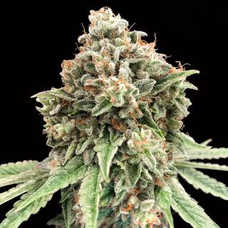 Sweet Critical Fast   3 u. fem. 00 Seeds