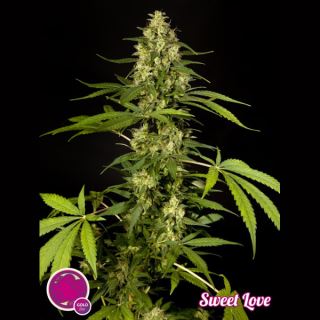 6706 - Sweet Love 1 u fem Philosopher