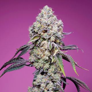 18754 - Sweet Mandarine Zkittlez F1 Fast Version   3+1 u. fem. Sweet Seeds