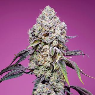 19734 - Sweet Mandarine Zkittlez F1 Fast Version  25 u. fem. Granel Profesionales Sweet Seeds