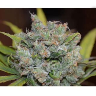 SNCBDR5 - Sweet N Sour  Widow  5 u. reg. CBD Crew Seeds